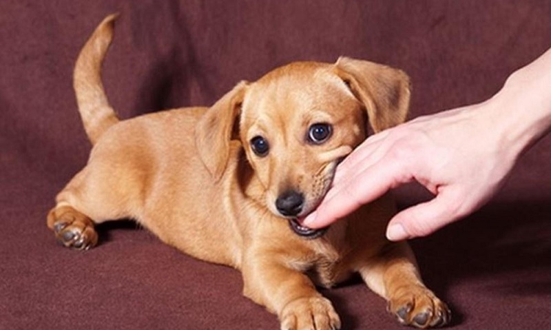 mo thay cho can vao tay