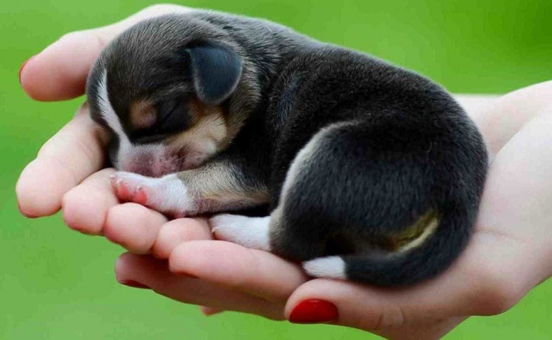 mo thay cho den chet