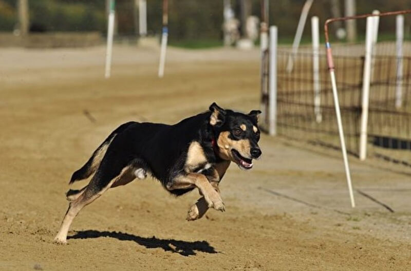 mo thay cho den ruot