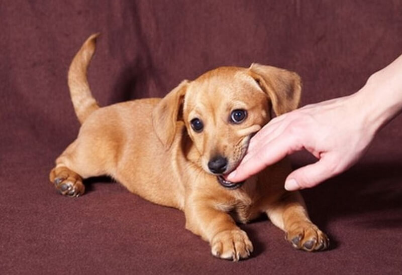 mo thay cho vang can