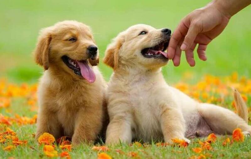 mo thay hai con cho vang